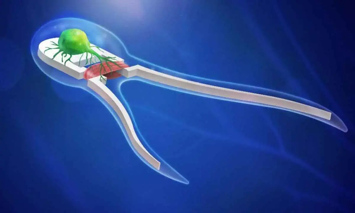 The ‘Internet of Beings’: How microscopic biorobots could transform medicine