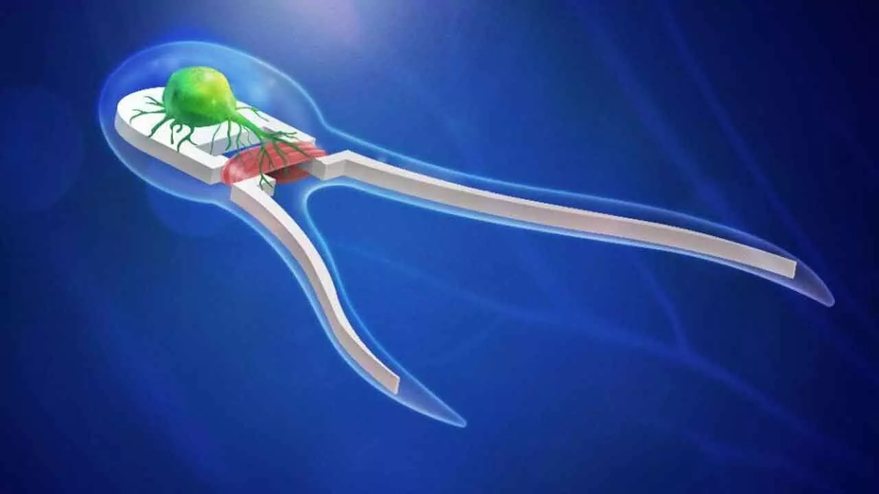 The ‘Internet of Beings’: How microscopic biorobots could transform medicine