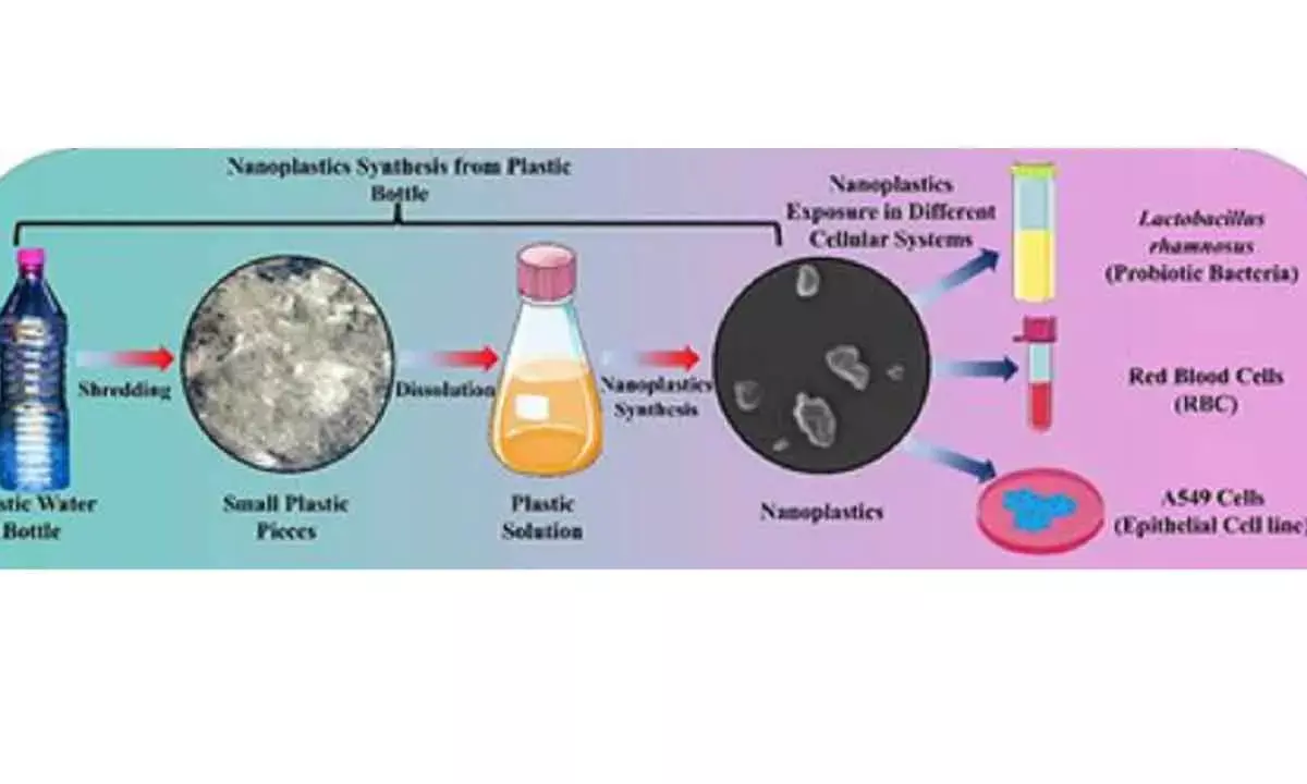 Study finds evidence on how nanoplastics from single-use PET bottles harm body