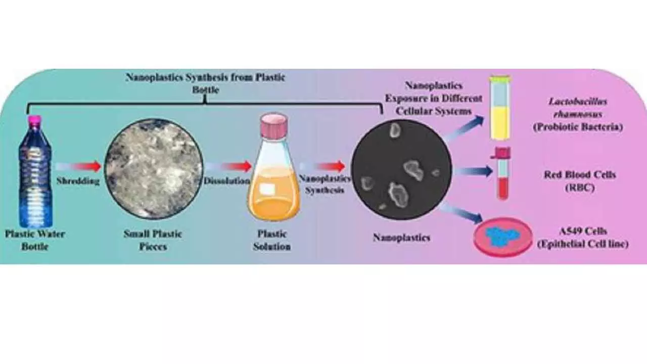 Study finds evidence on how nanoplastics from single-use PET bottles harm body