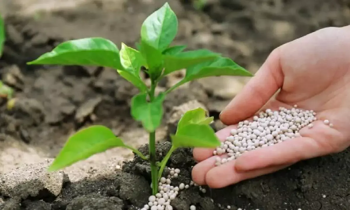 India turns to Belgium, Egypt for specialty fertilisers