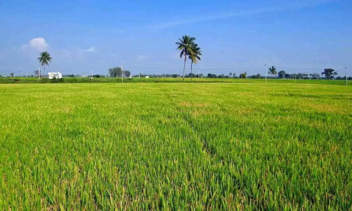 Now Register Ancestral Agricultural Land for Just ₹100: Government Simplifies the Process