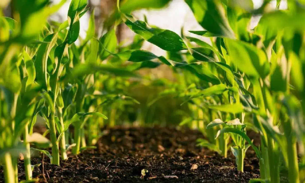 Agri growth likely to be lower at 4% in FY26: Niti Aayog