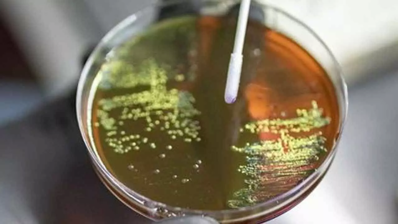 India at epicentre of superbug surge as antibiotic resistance reaches alarming levels India at epicentre of superbug surge as antibiotic resistance reaches alarming levels