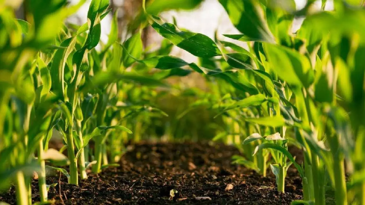 Agri growth likely to be lower at 4% in FY26: Niti Aayog Agri growth likely to be lower at 4% in FY26: Niti Aayog