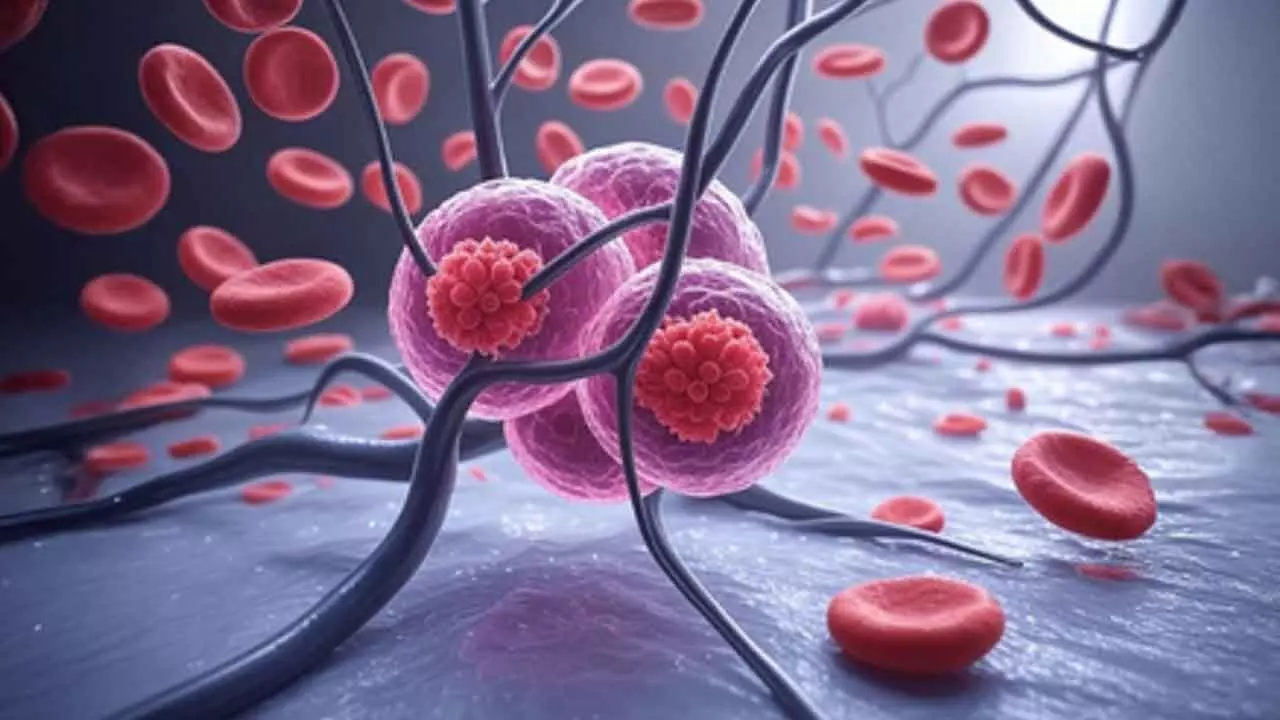 New antibody therapy shows hope for blood cancer treatment New antibody therapy shows hope for blood cancer treatment