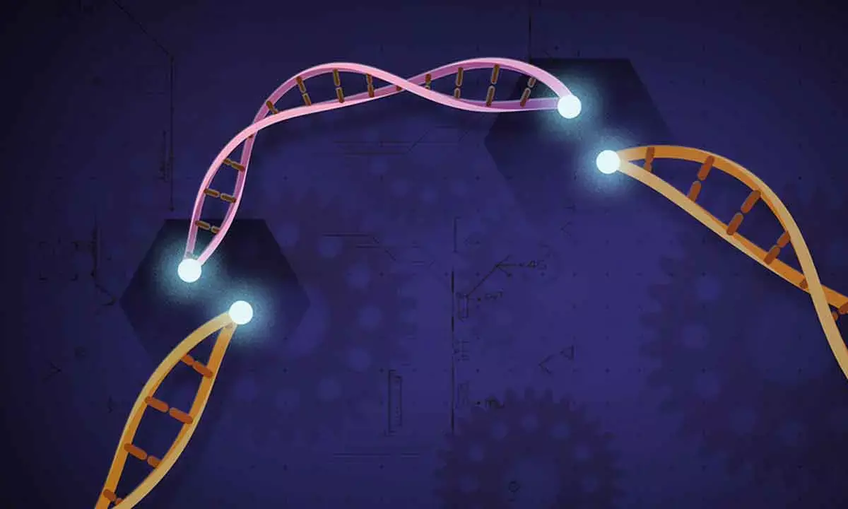 Indian scientists engineer CRISPR protein to boost gene editing