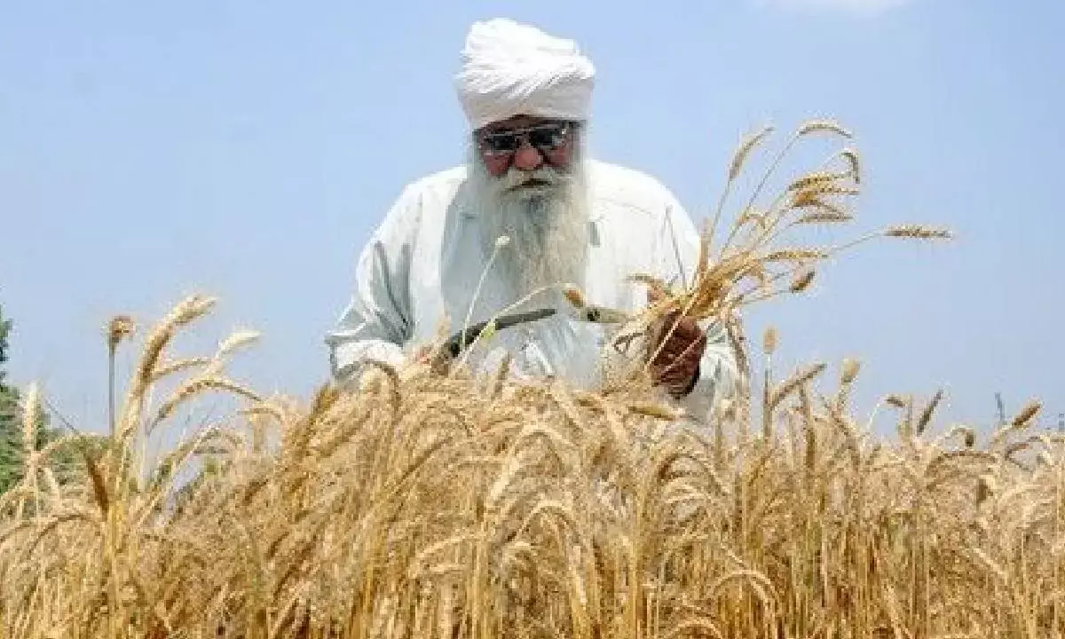 Rabi crop sowing surpasses 479L hectares nationwide