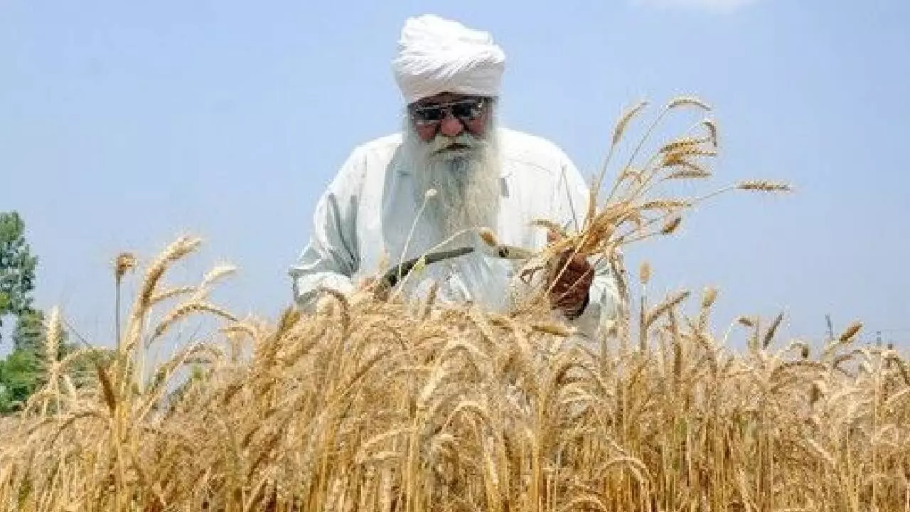 Rabi crop sowing surpasses 479L hectares nationwide Rabi crop sowing surpasses 479L hectares nationwide