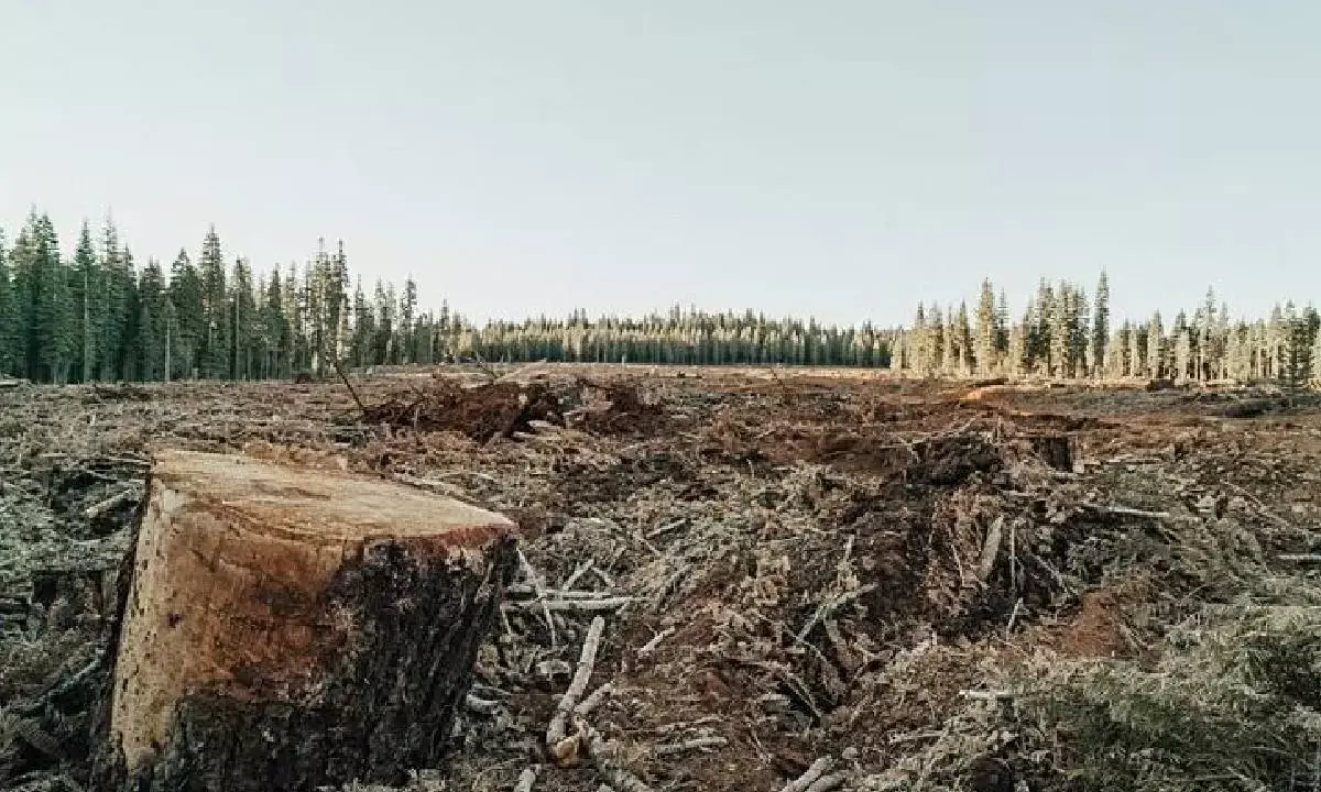 Global forest loss still soaring as nations fall short of 2030 pledges