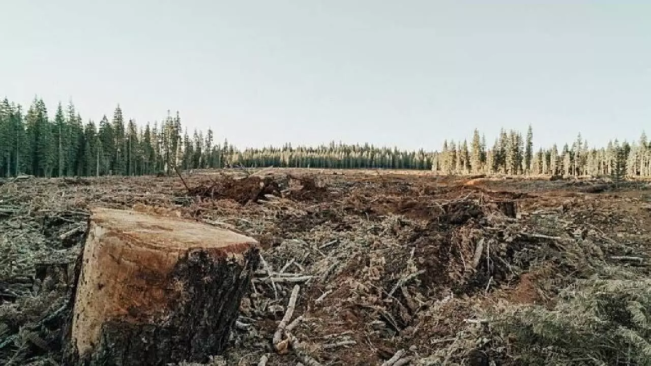 Global forest loss still soaring as nations fall short of 2030 pledges Global forest loss still soaring as nations fall short of 2030 pledges