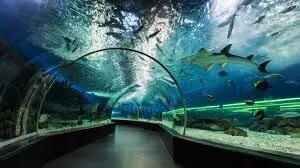 India’s Largest Tunnel Aquarium to Come Up in Hyderabad at ₹300 Crore India’s Largest Tunnel Aquarium to Come Up in Hyderabad at ₹300 Crore