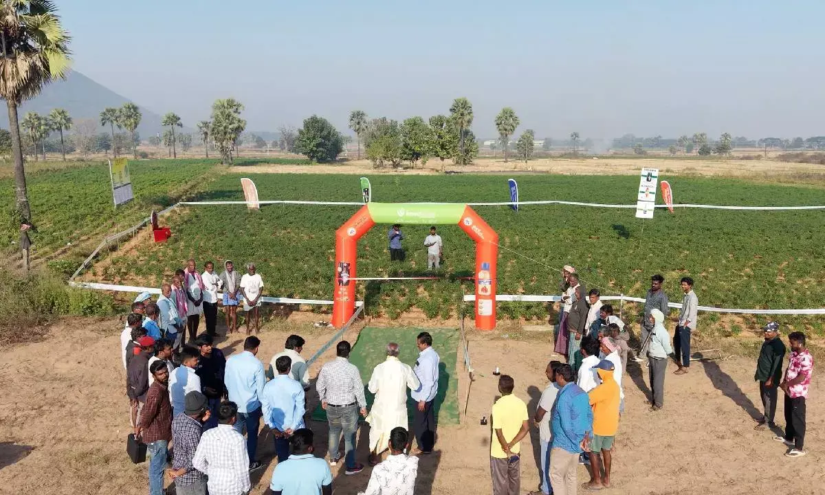 IIL brings science-led crop care to chili farms in AP, Telangana