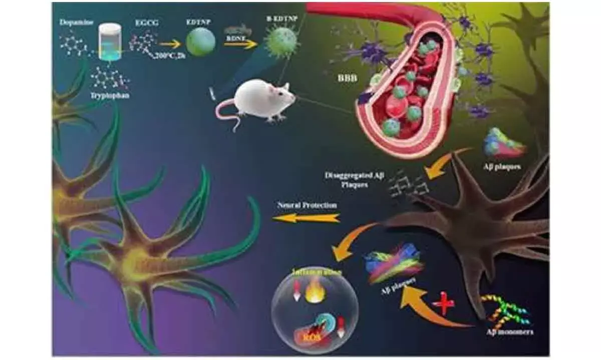 Nanoparticle-based multifunctional therapy for Alzheimer’s developed