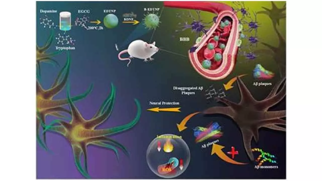 Nanoparticle-based multifunctional therapy for Alzheimer’s developed Nanoparticle-based multifunctional therapy for Alzheimer’s developed