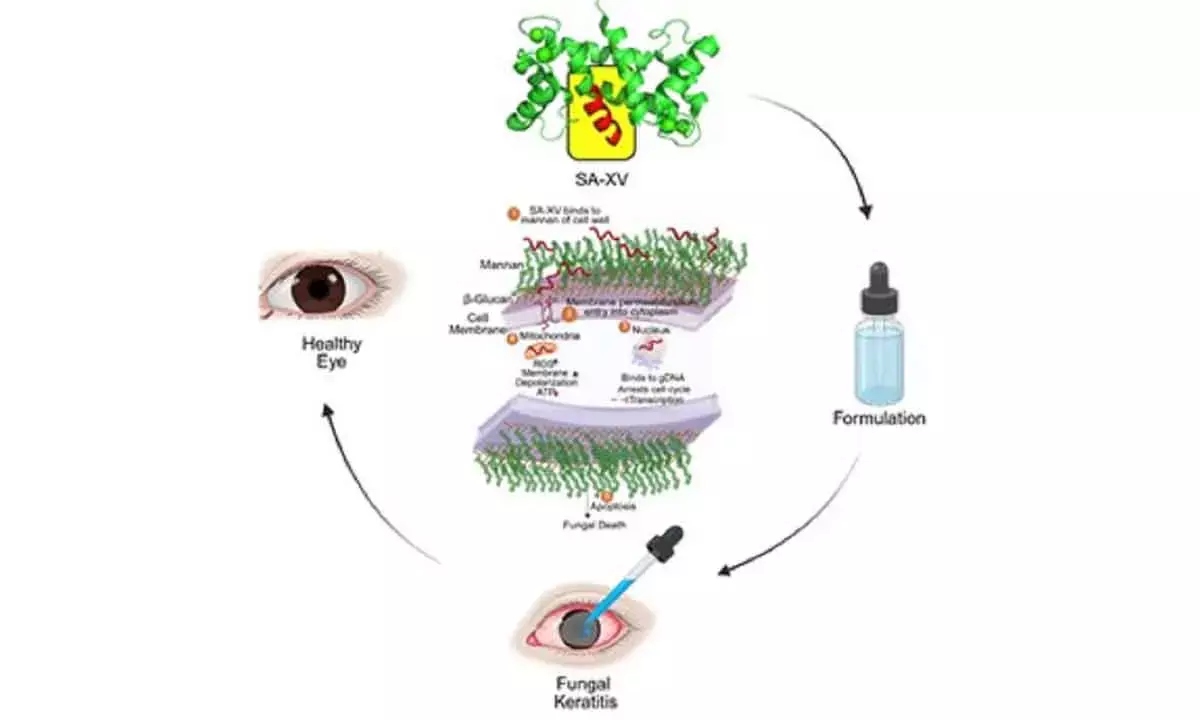 Indian researchers develop new peptide therapy to treat eye infections
