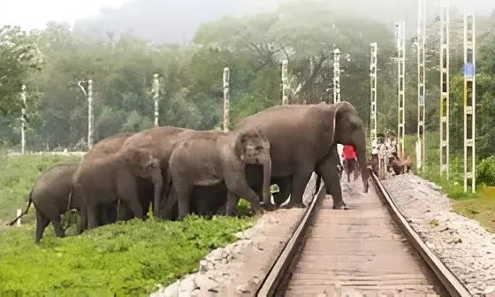 Assam Tragedy: Rajdhani Express Collides with Herd of Elephants, Eight Dead
