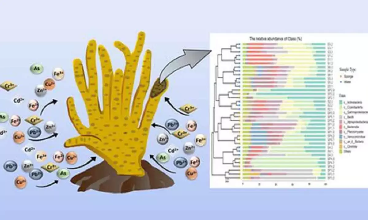 Freshwater sponge-associated microbes can tackle metal pollution: Indian study