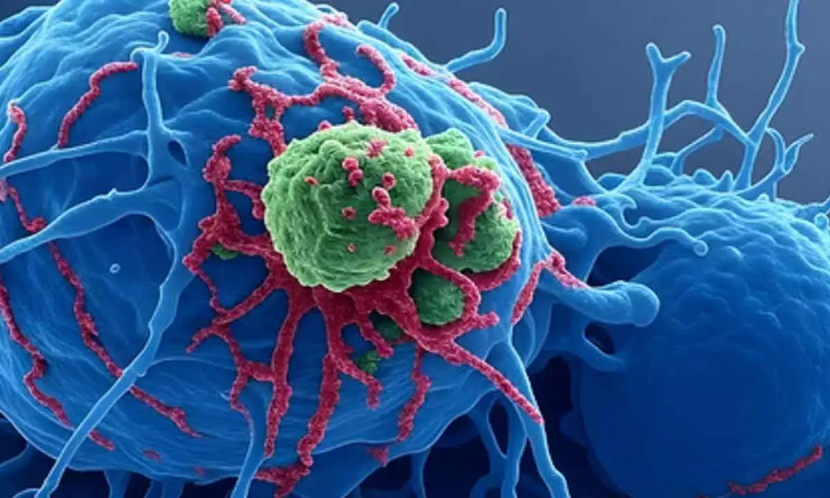 Scientists find missing link in body’s cells to boost therapies for Alzheimer’s, cancer