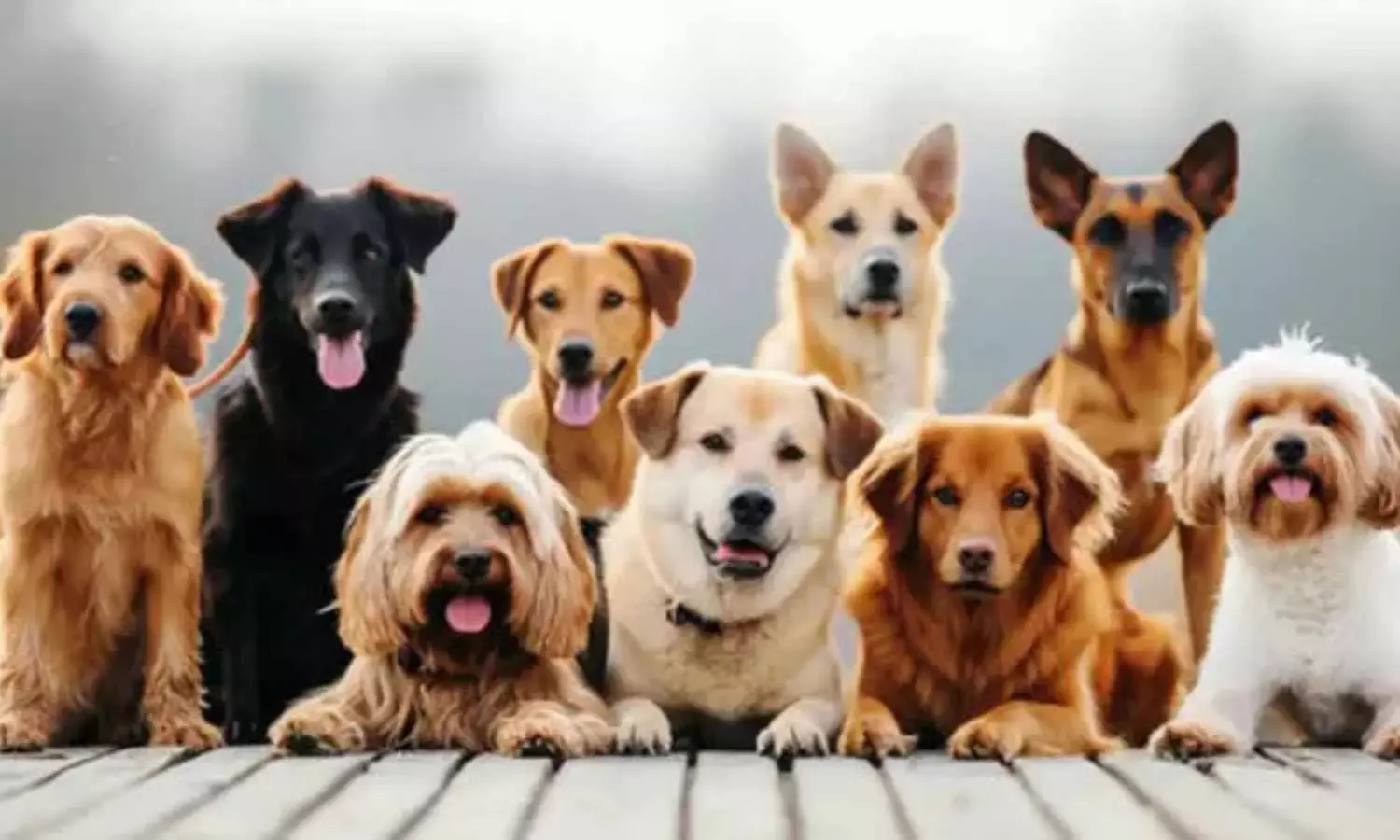 Best Dog Breeds: How Lifestyle, Genetics, and Trends Shape Modern Choices