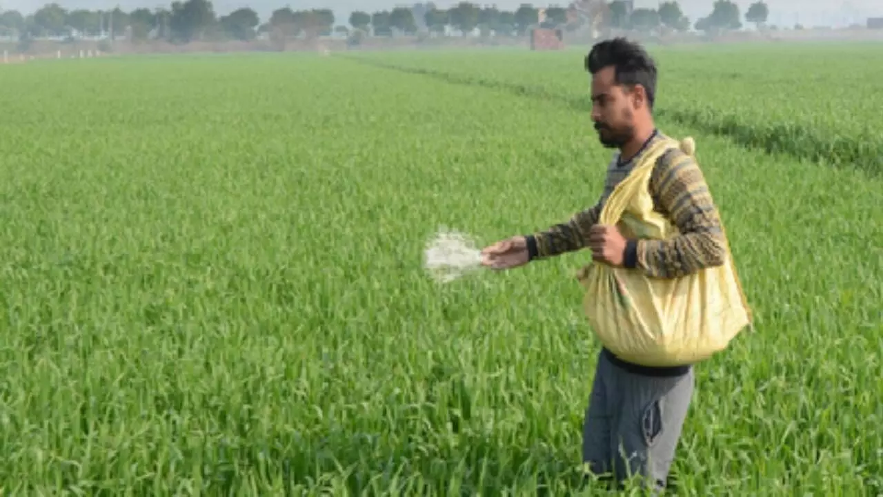 Area sown under rabi crop crosses 580 lakh hectares, says Ministry Area sown under rabi crop crosses 580 lakh hectares, says Ministry