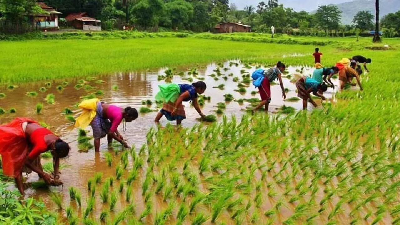 New law to address labour shortage during farm season, says Minister New law to address labour shortage during farm season, says Minister