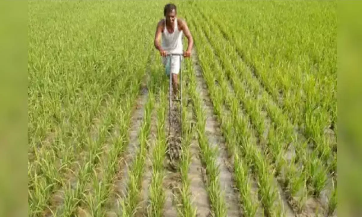 Record agri output likely this year despite GST cuts & US tariffs