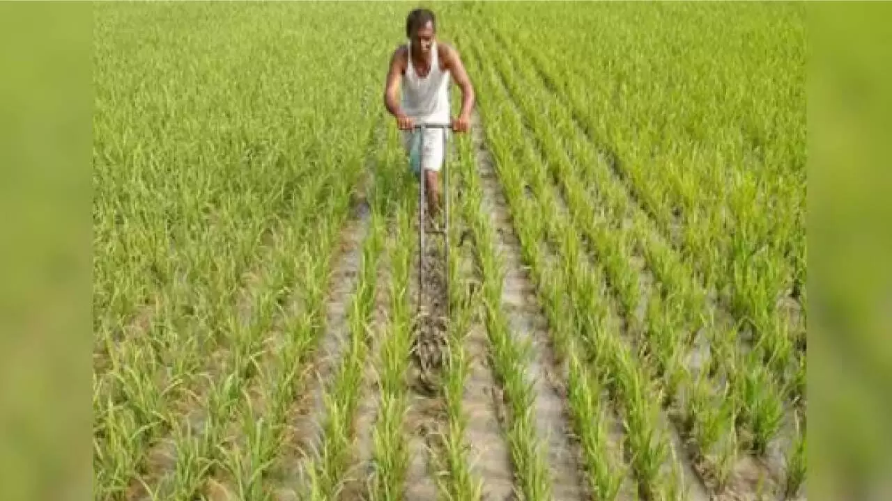 Record agri output likely this year despite GST cuts & US tariffs Record agri output likely this year despite GST cuts & US tariffs