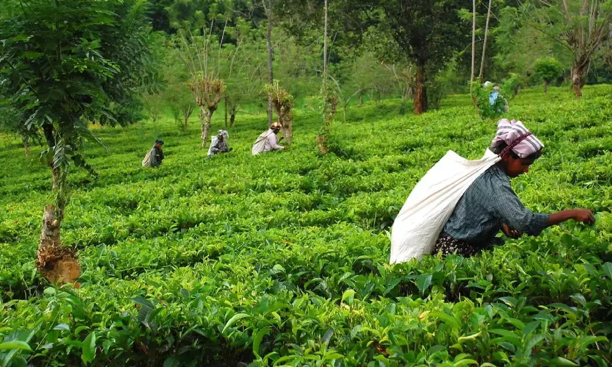 Despite facing challenges, tea industry better placed in 2025