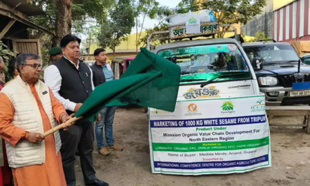Tripura exports organic white sesame to Gujarat