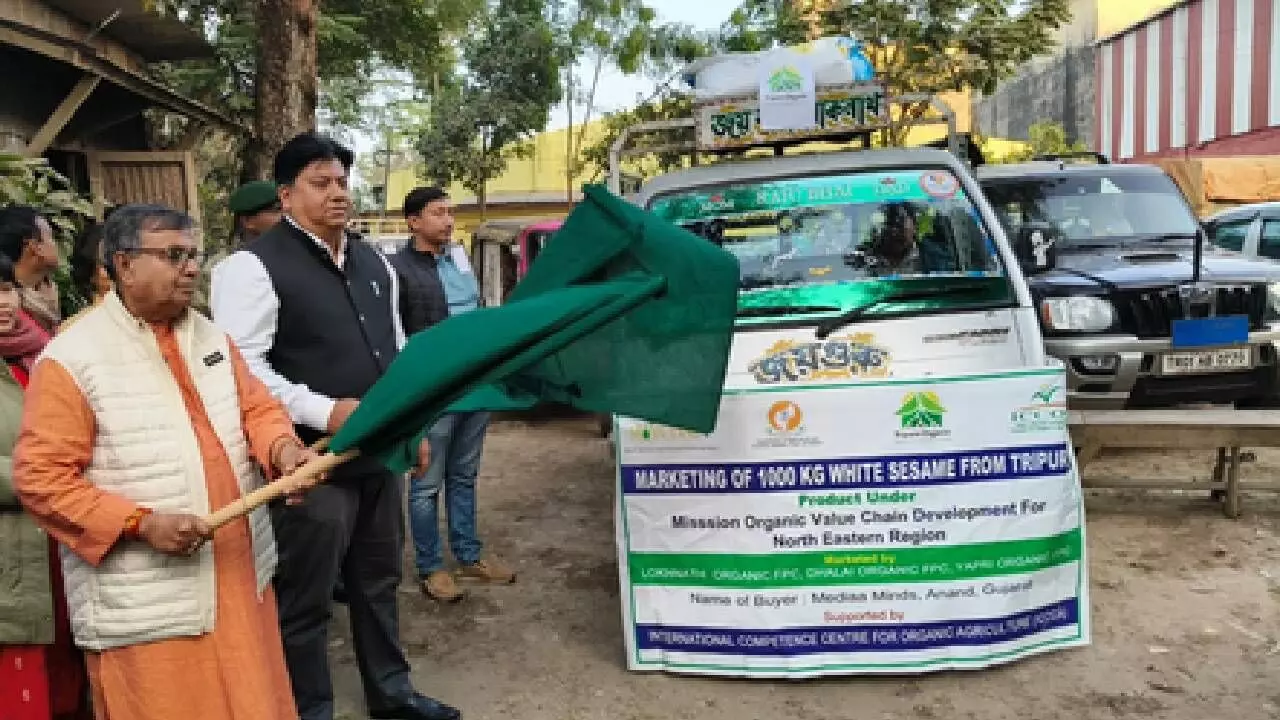 Tripura exports organic white sesame to Gujarat Tripura exports organic white sesame to Gujarat