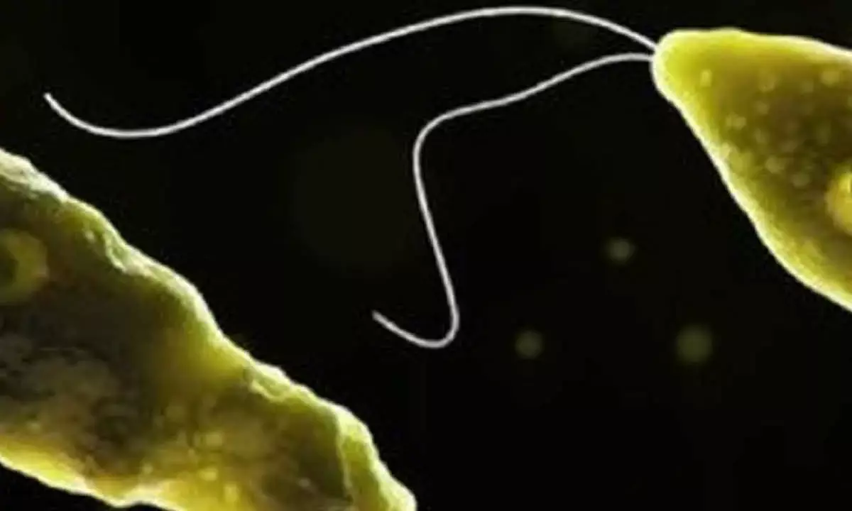 Study warns of growing global threat of  brain-eating amoebae in water