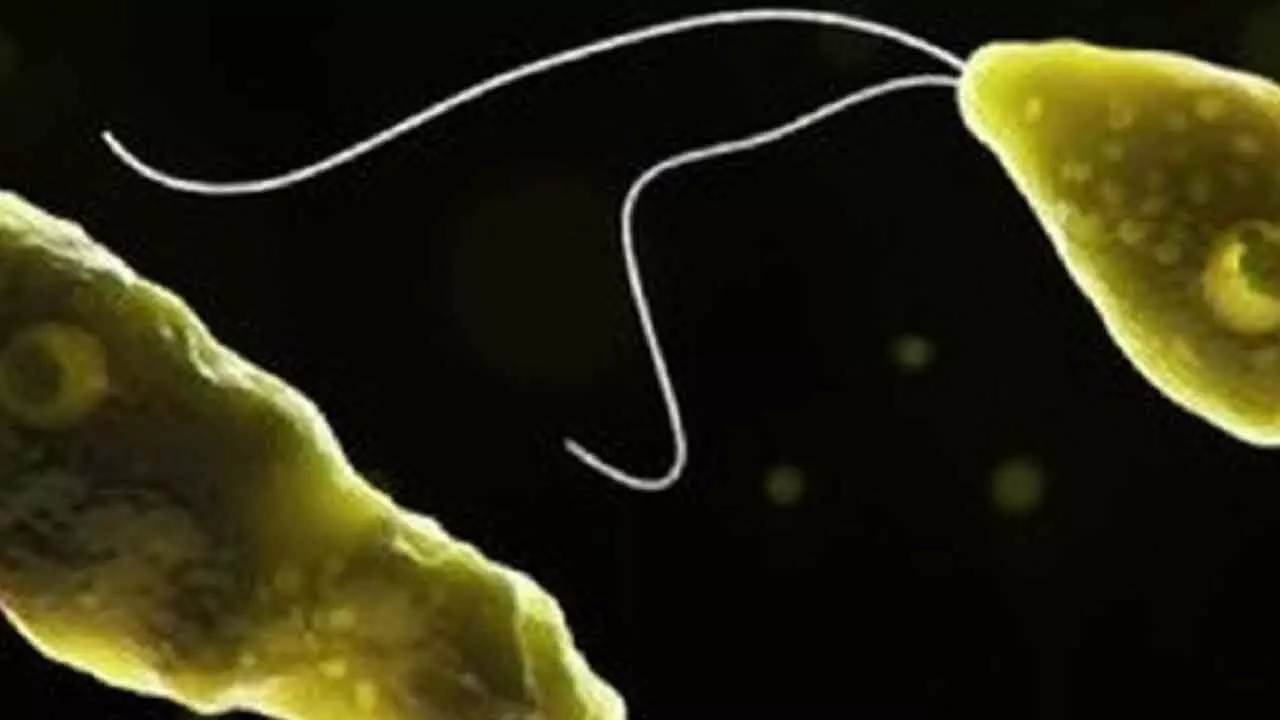 Study warns of growing global threat of brain-eating amoebae in water Study warns of growing global threat of brain-eating amoebae in water