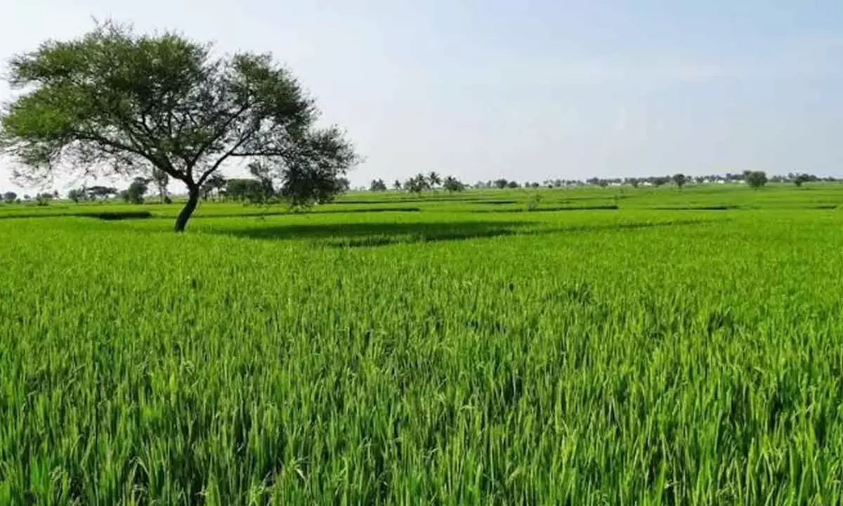 Connectivity, not crops, now sets the price of India’s farmland