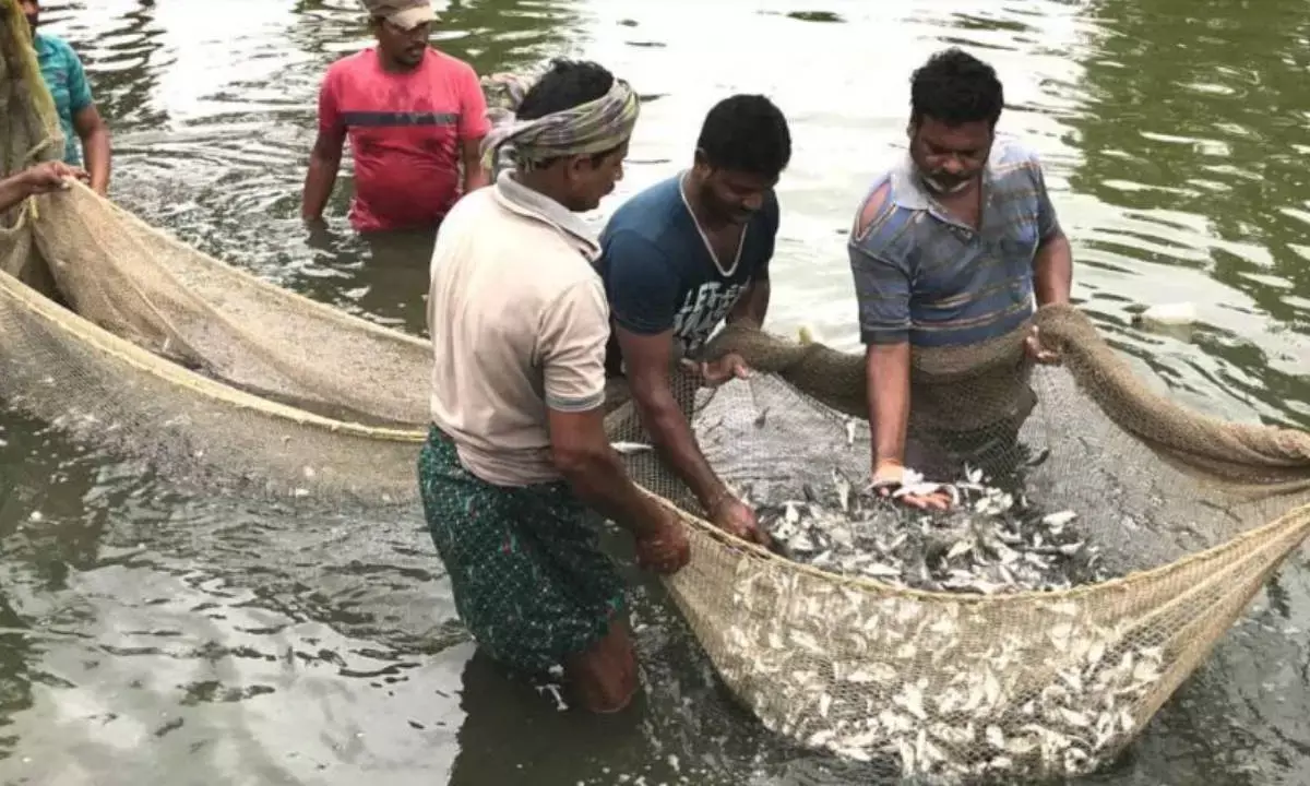 $6-mn trout farm in Telangana pioneers cold-water aquaculture