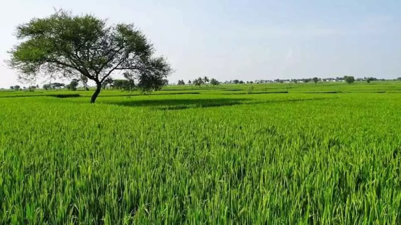 Connectivity, not crops, now sets the price of India’s farmland