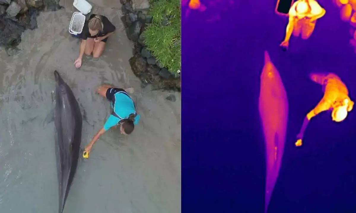 Thermal drones can track dolphin health without having to touch or disturb them
