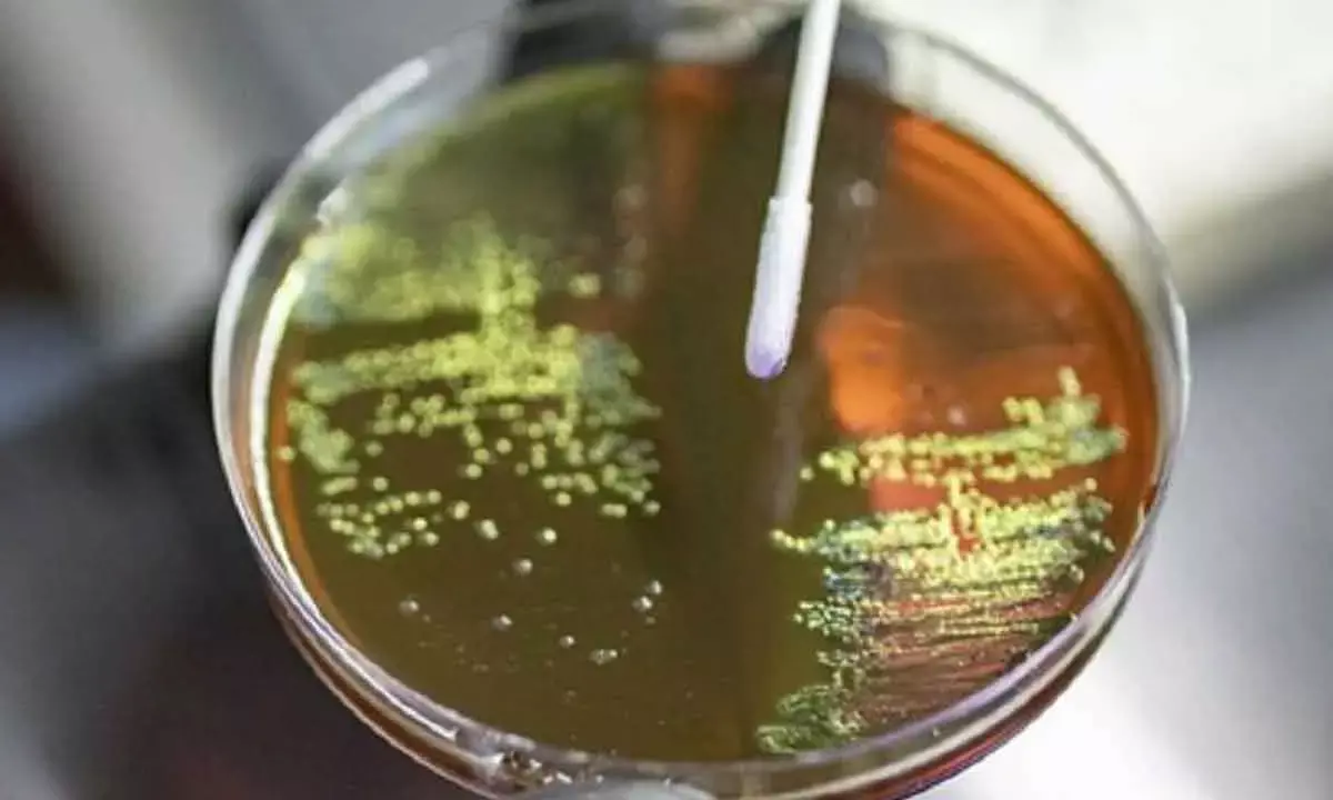 Antibiotic use during pregnancy may raise risk of bacterial disease in babies