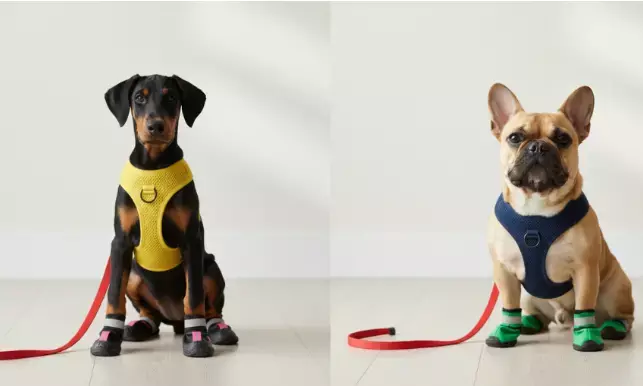 The Ultimate Guide to Dog Shoes: How to Choose Breathable, Non-Slip, Summer & Small Dog Boots
