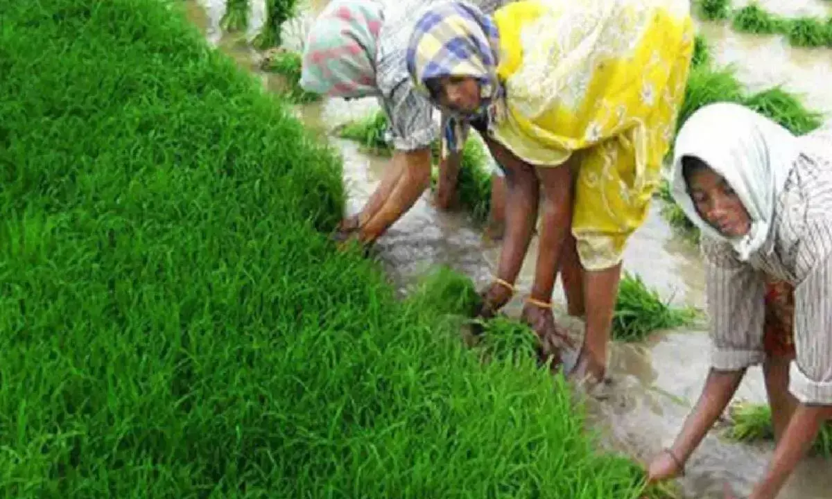 Wheat sowing up 2% to 334.17L hectares in rabi: Govt