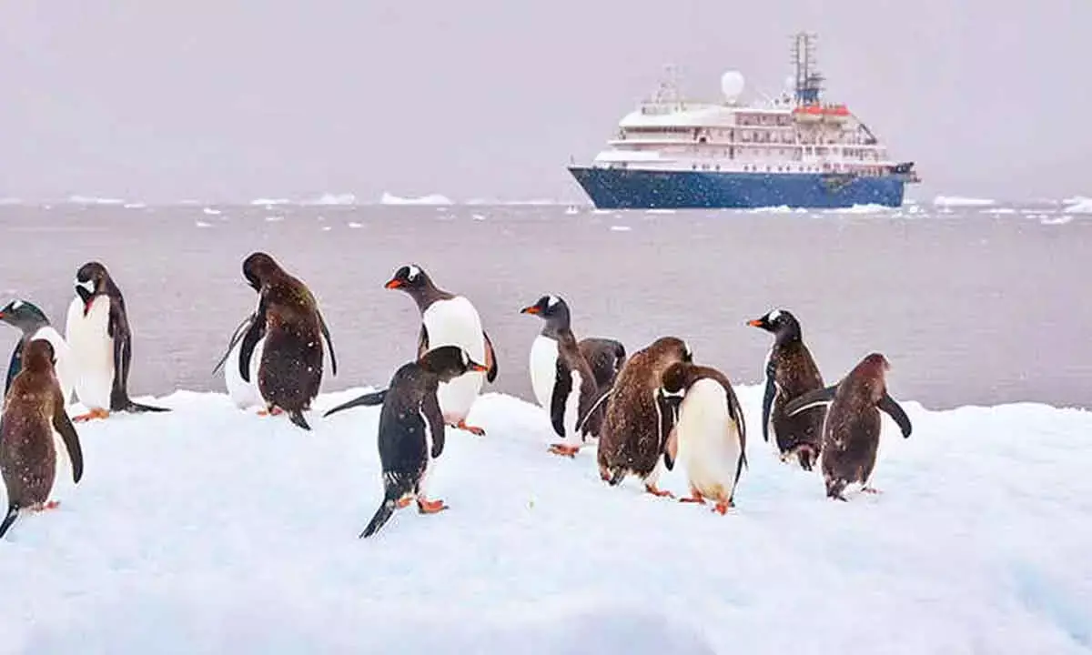 How pollution could opens door for invasive species in Antarctica