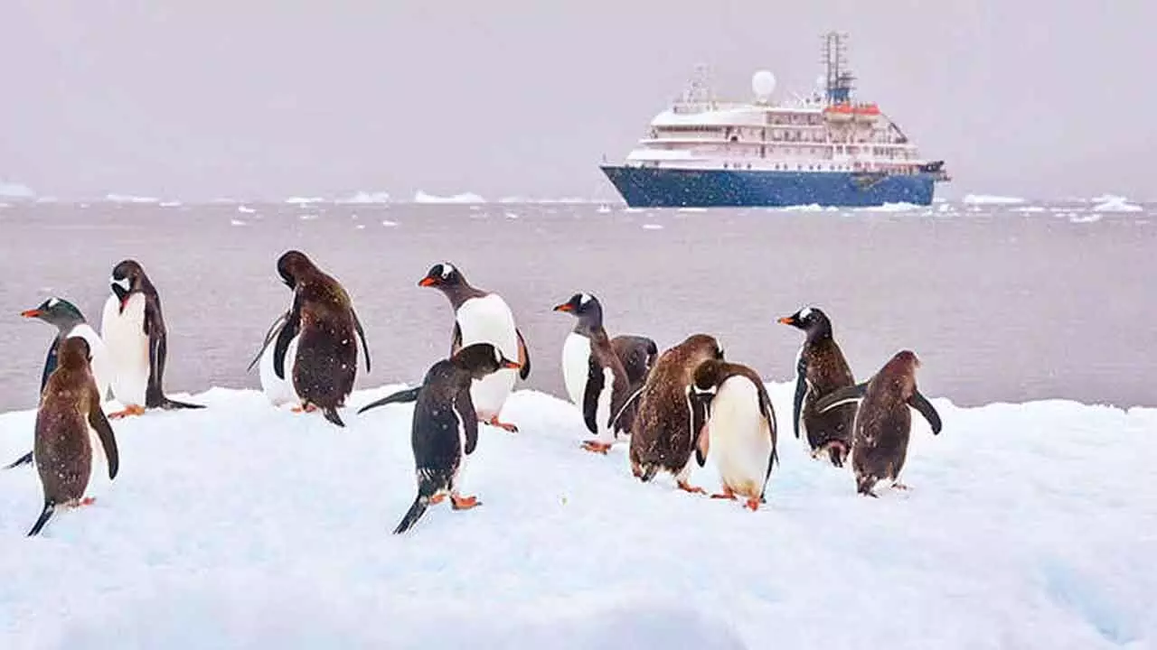 How pollution could opens door for invasive species in Antarctica How pollution could opens door for invasive species in Antarctica