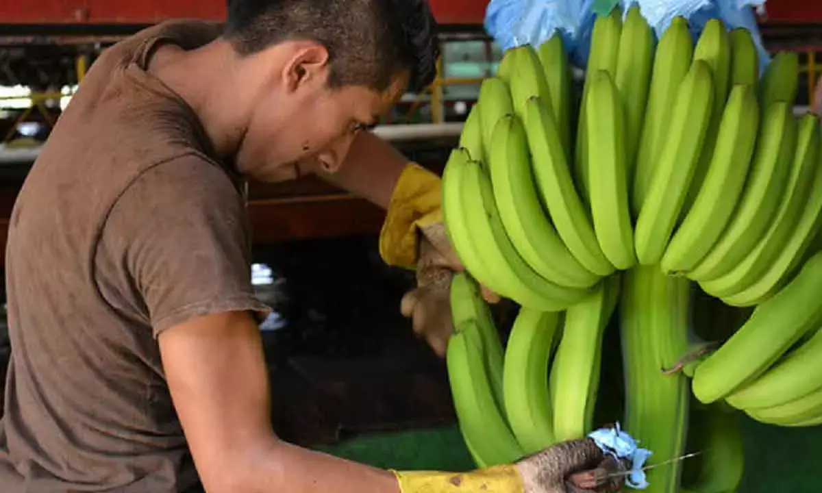 The Banana empire: Guatemala’s economic rise before oil