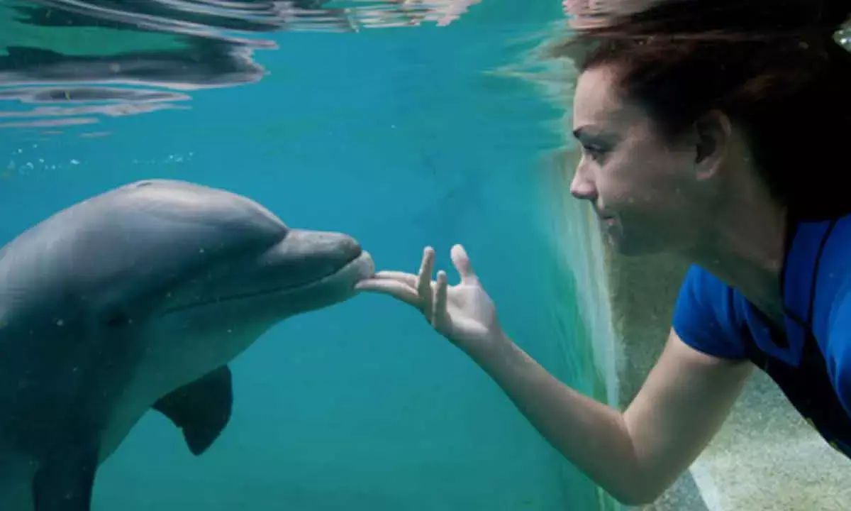 Whale and dolphin friendships drive disease spread, finds study