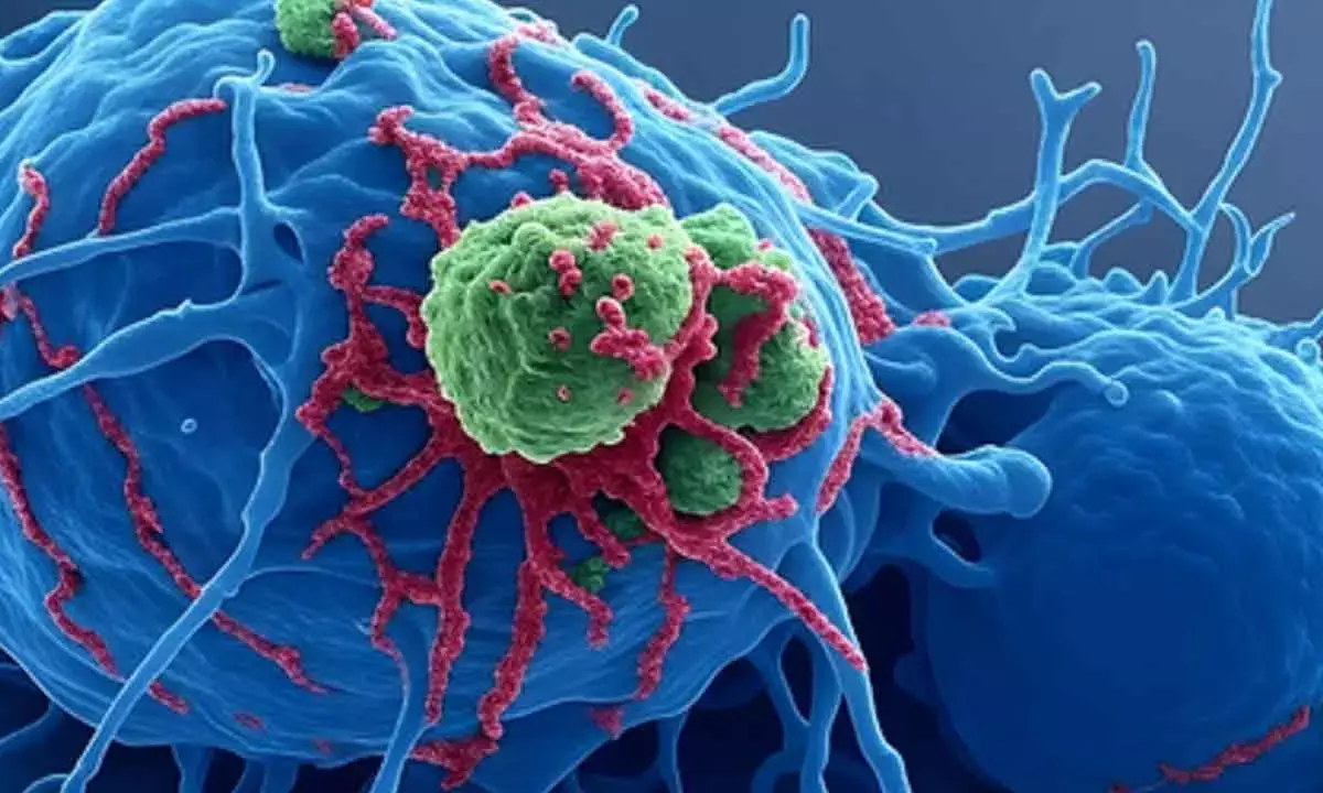 Hyaluronic acid may help in gynaec cancer treatment: Study