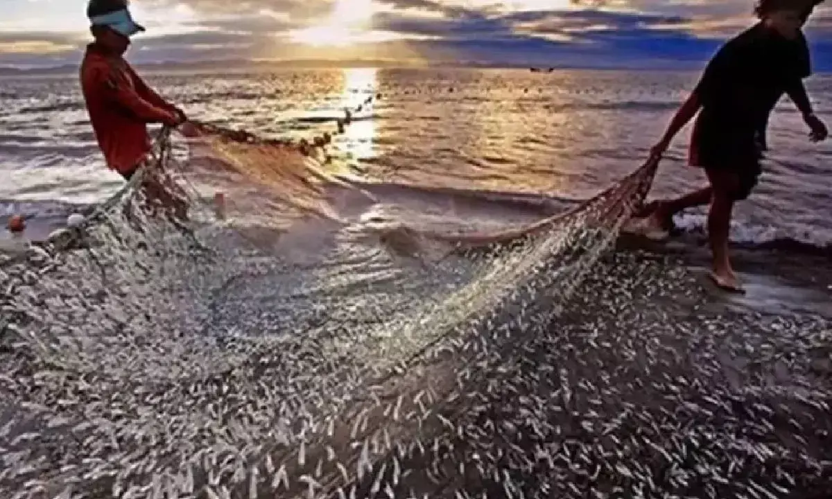 Marine fisheries census report by February-end