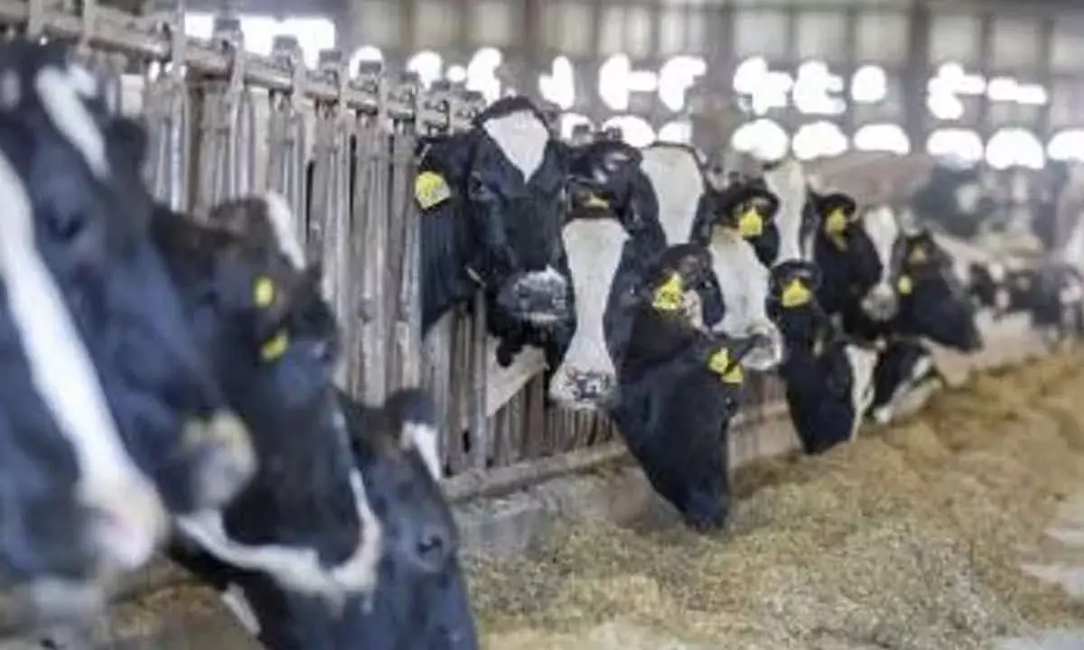Dutch experts finds bird flu antibodies in cow, no active H5N1 virus detected