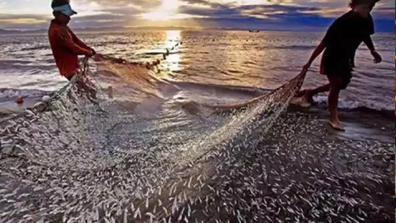 Marine fisheries census report by February-end