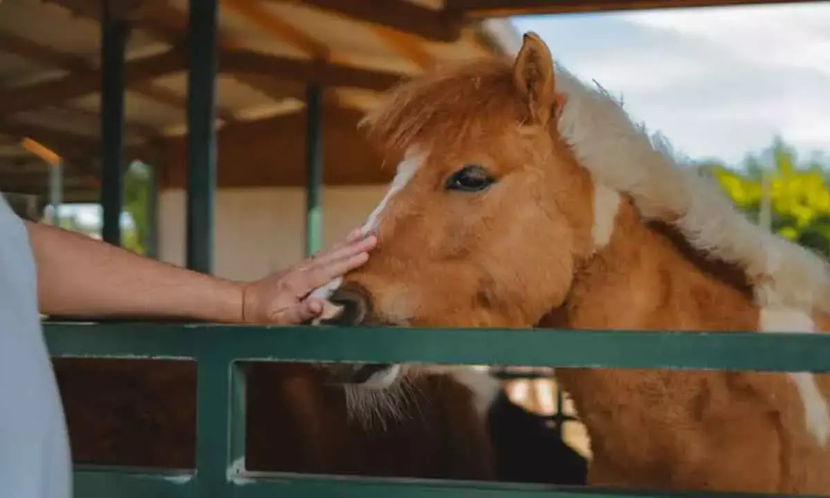 Horses really can smell fear, new study claims, and it changes their behaviour