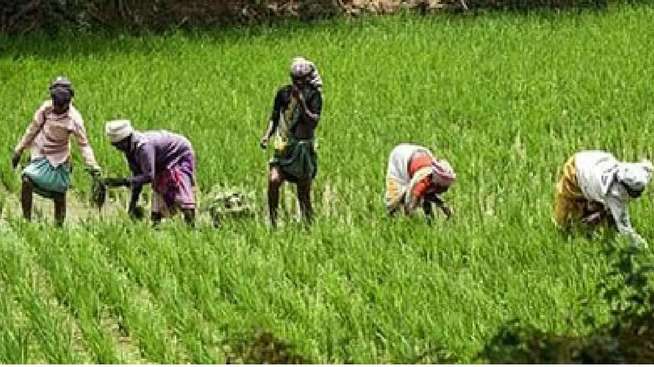 Samba paddy harvest boosts prices of premium varieties